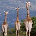 Giraffes at Pumba